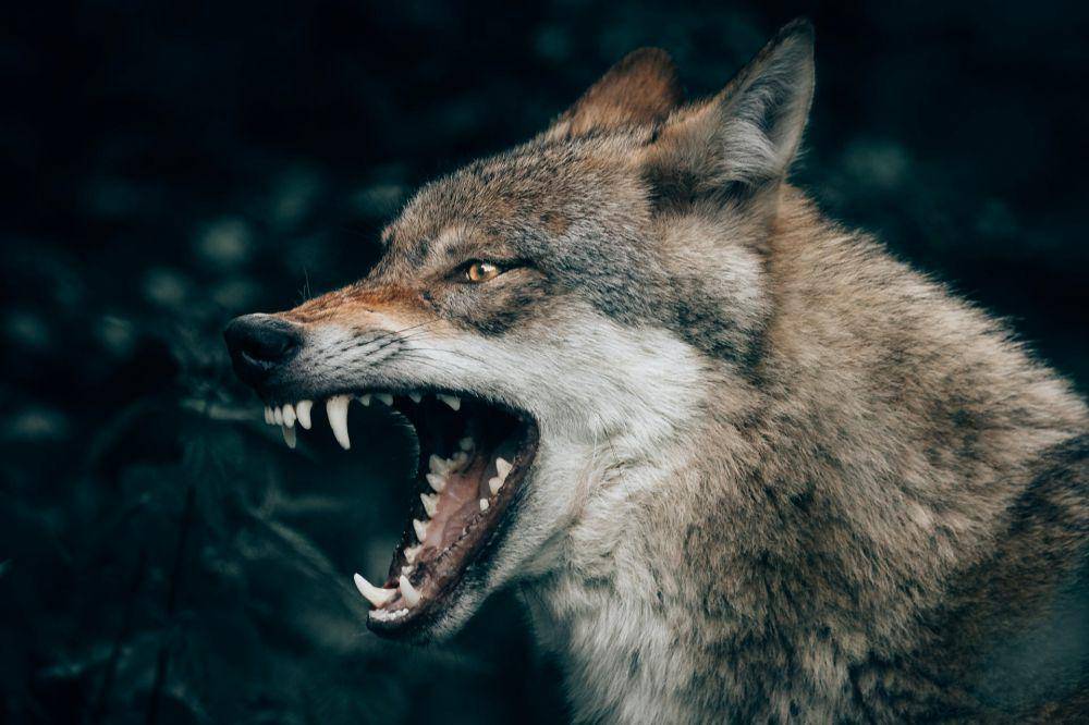 seekor koyote (unsplash.com/Philipp Pilz)
