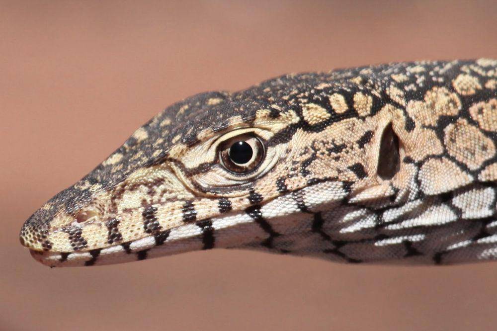 tampak dekat kepala perentie (commons.wikimedia.org/Christopher Watson)