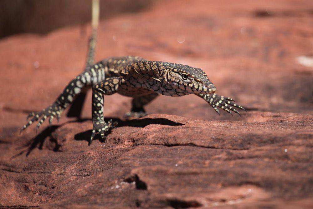 perentie tampak berjalan (commons.wikimedia.org/Christopher Watson)