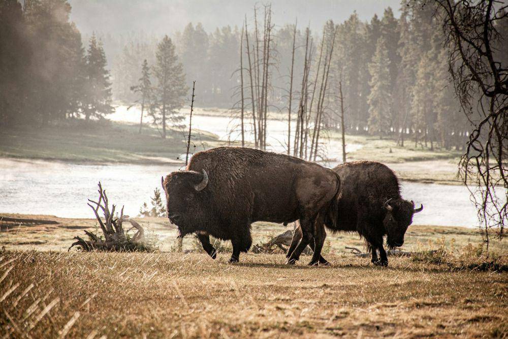 dua bison di Yellowstone (unsplash.com/Yannick Menard)