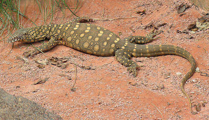 tampak sekujur tubuh perentie (commons.wikimedia.org/Greg Goebel)