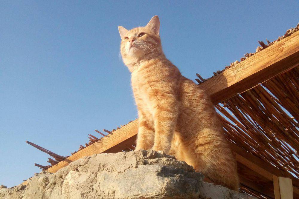 kucing (unsplash.com/Youhana Nassif)