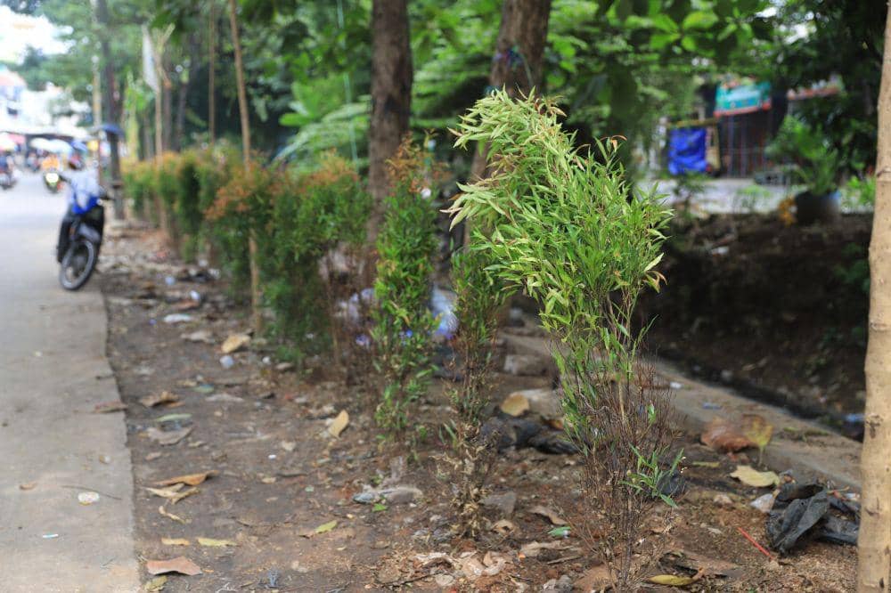 Usai Relokasi Pedagang, Pemkot Tangerang Tanam Pohon di Kali Sipon