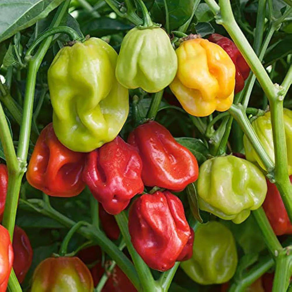 Ilustrasi cabai gendot atau habanero (Amazon.in)
