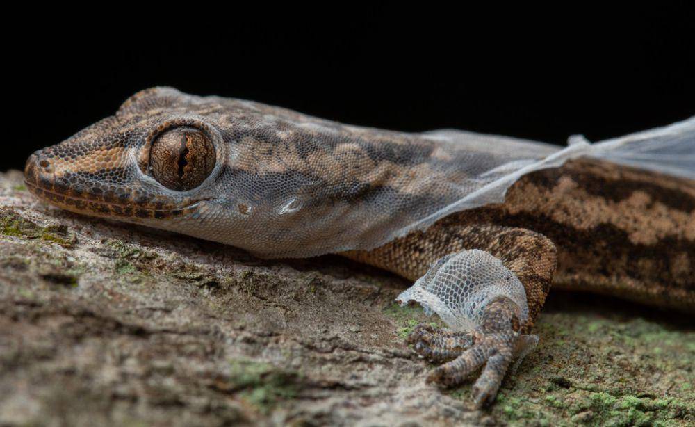 ilustrasi Hemidactylus (inaturalist.org/jithesh)