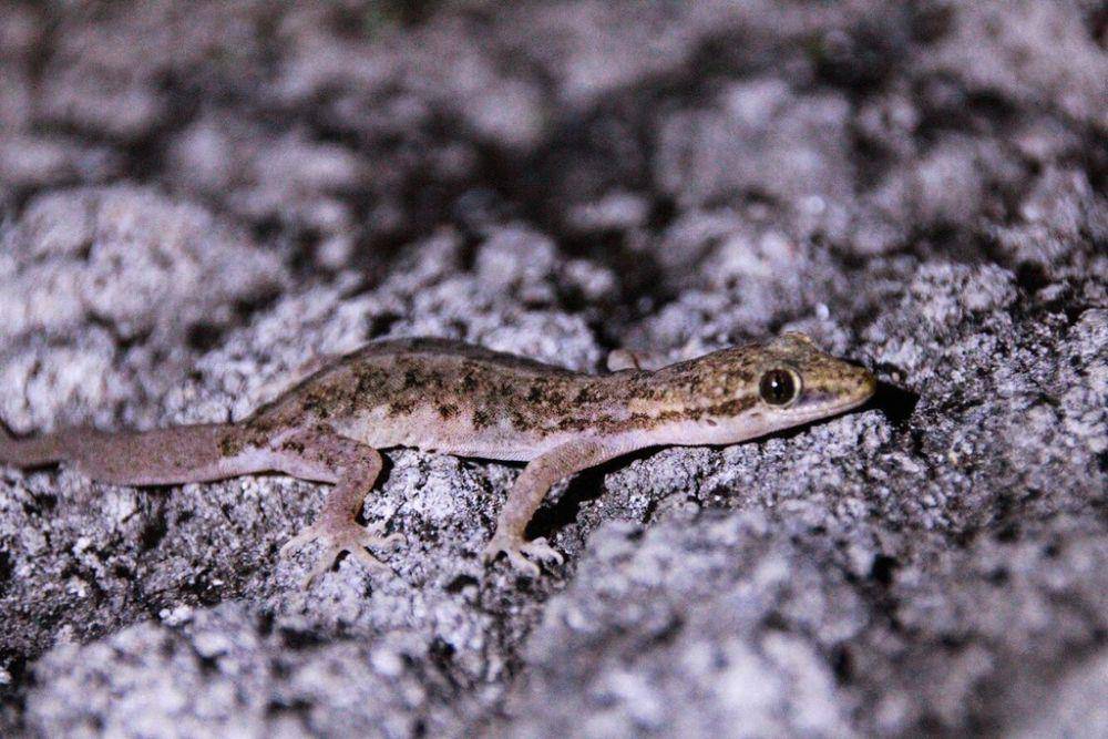ilustrasi Hemidactylus bowringii (inaturalist.org/kelvin12)