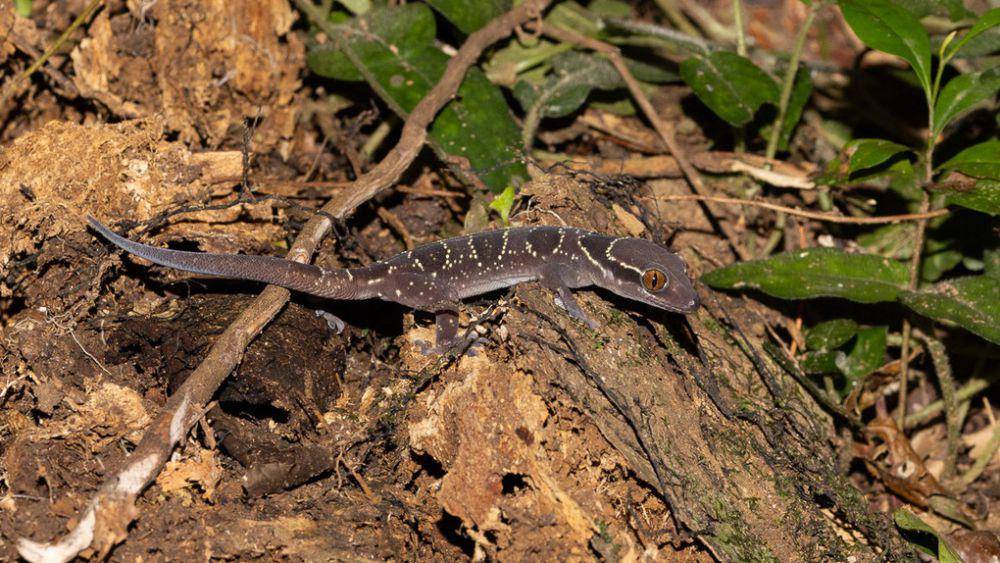 ilustrasi Hemidactylus fasciatus (inaturalist.org/tremarctos)