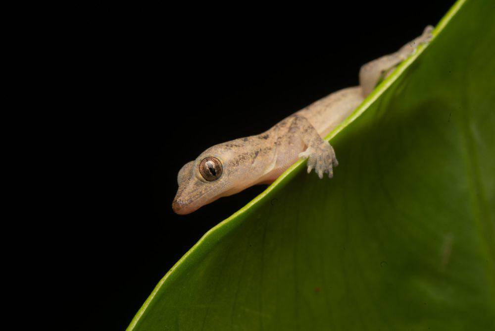ilustrasi Hemidactylus frenatus (inaturalist.org/archiebrennan)