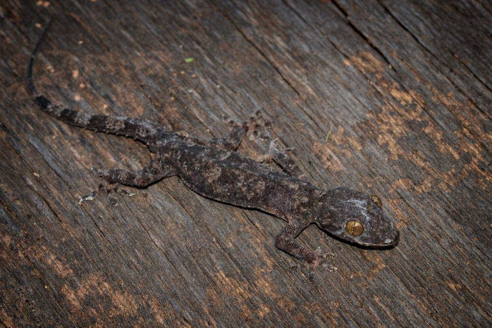 ilustrasi Hemidactylus mabouia (inaturalist.org/Alexandre Roux)