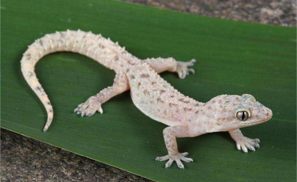 ilustrasi Hemidactylus parvimaculatus (inaturalist.org/jakescott)