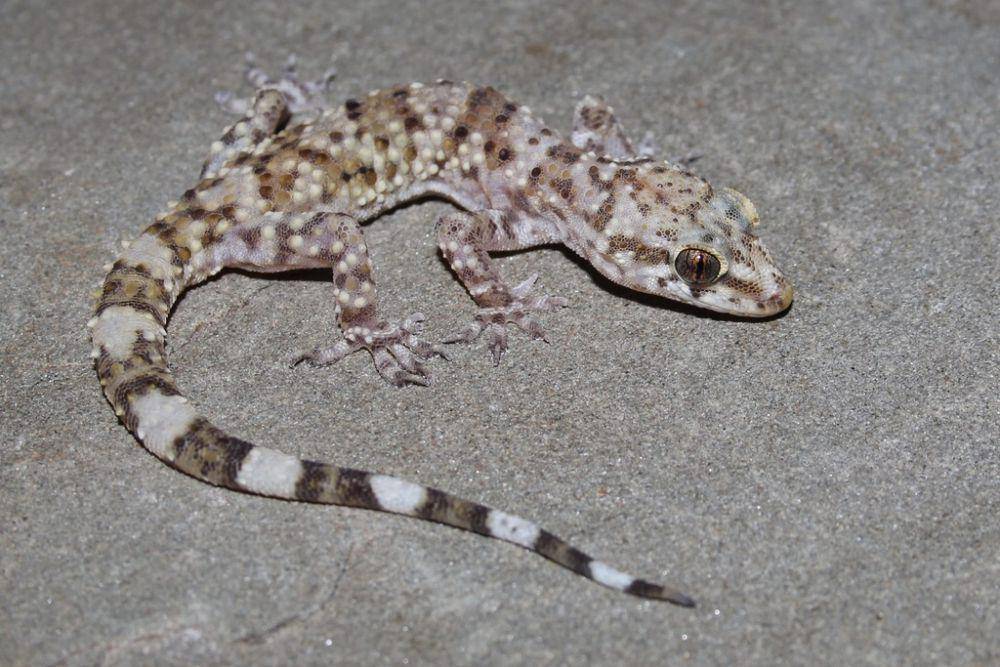 ilustrasi Hemidactylus turcicus (inaturalist.org/tysmith)