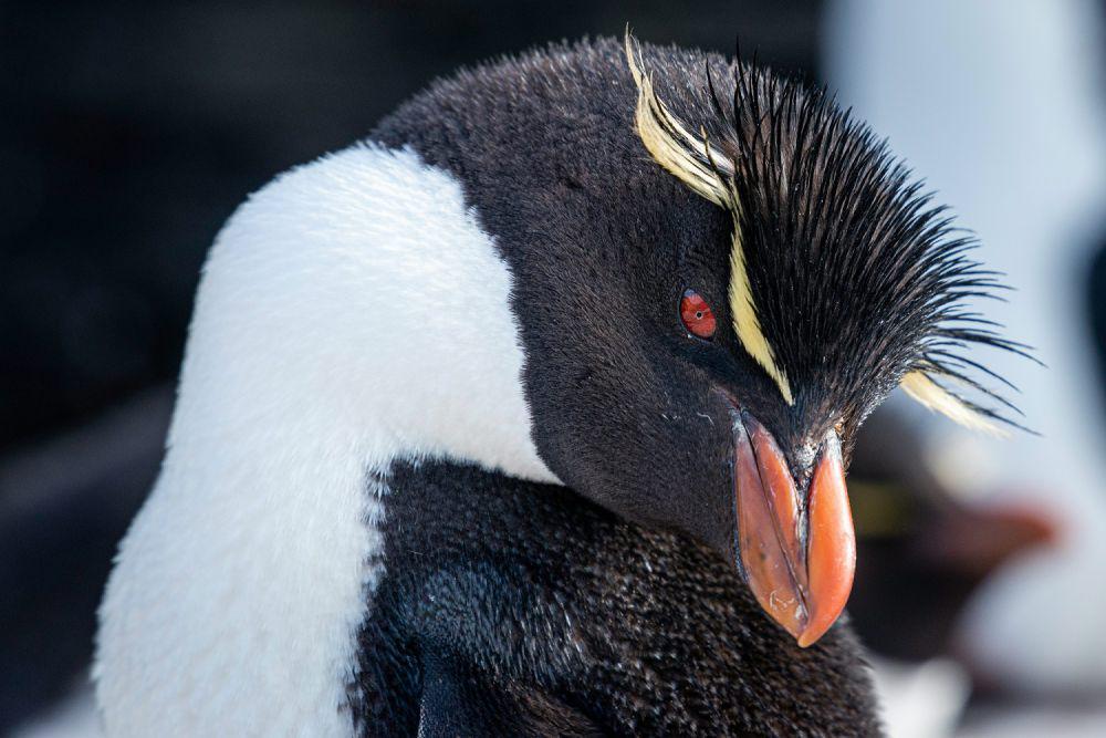 7 Fakta Unik Penguin Rockhopper, Galak tapi Setia pada Pasangan!