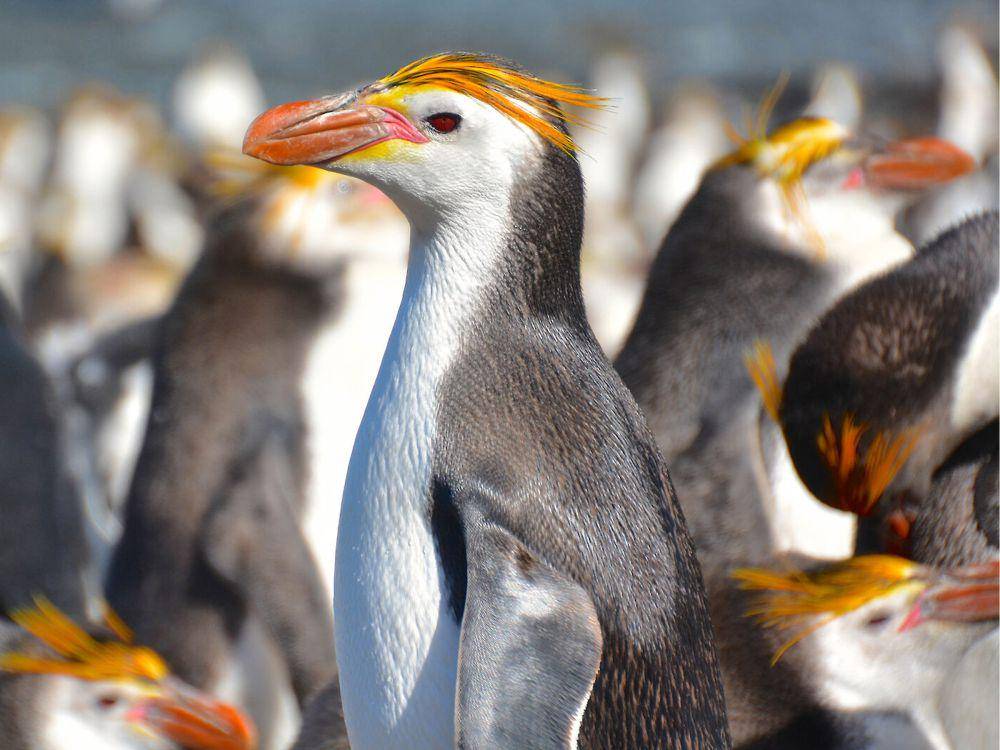 potret penguin royal (antarctica.gov.au/Barend (Barry) Becker)