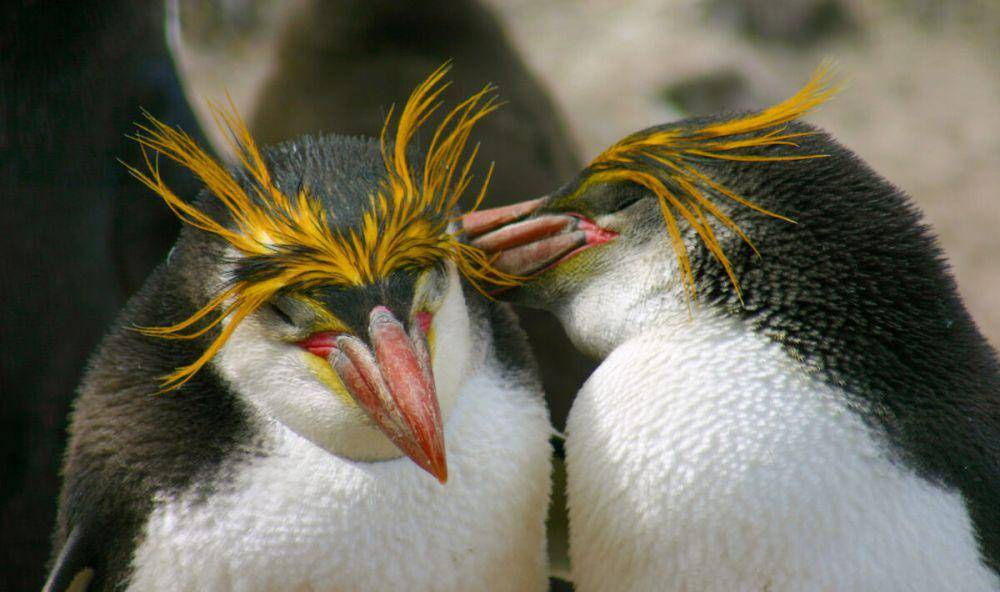 potret penguin royal (antarctica.gov.au/Kerry Steinberner)