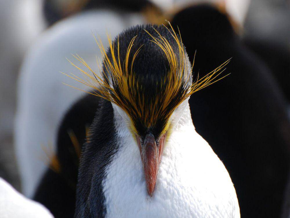 potret penguin royal (antarctica.gov.au/Dave Bone)