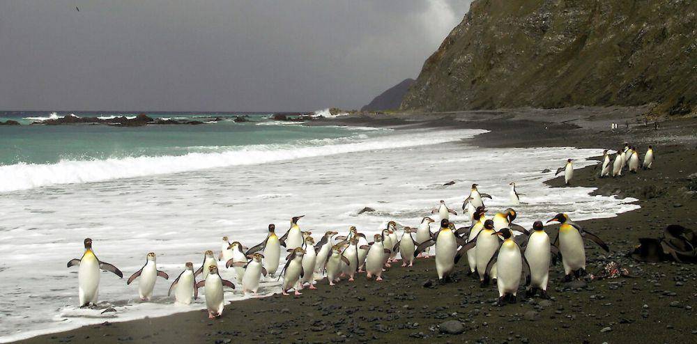 potret penguin royal (antarctica.gov.au/Kerry Steinberner)