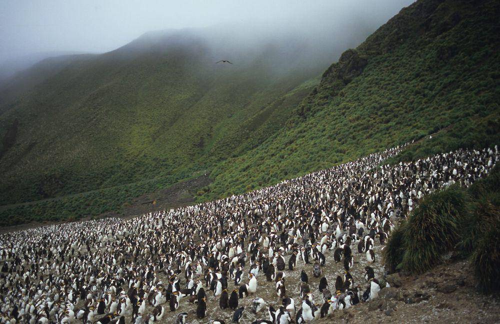 potret penguin royal (antarctica.gov.au/Colin Lee Hong)