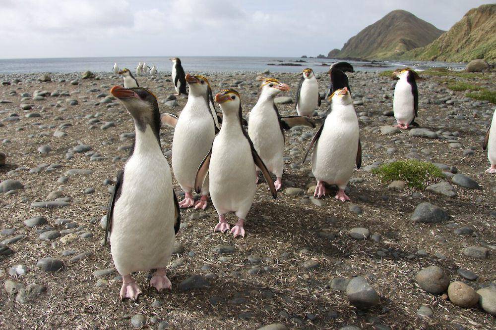 potret penguin royal (antarctica.gov.au/Kris Carlyon)