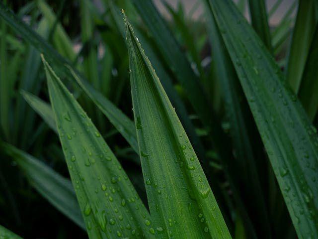 daun pandan segar (pexels.com/James Sebastian)