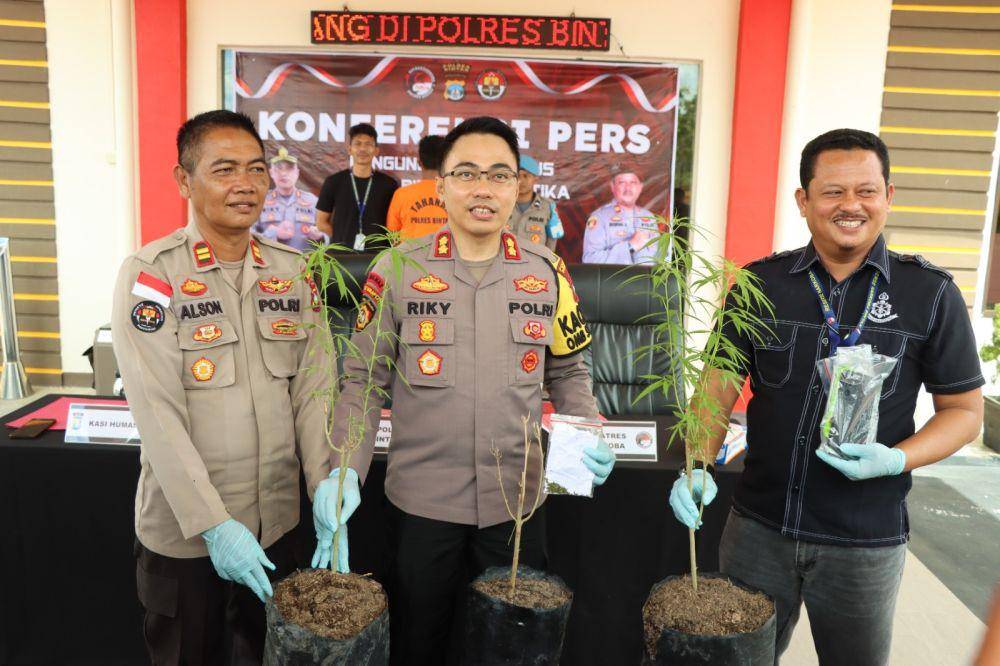 Tiga pohon ganja yang berhasil diamankan Satres Narkoba Polres Bintan (Dokumentasi Polres Bintan)