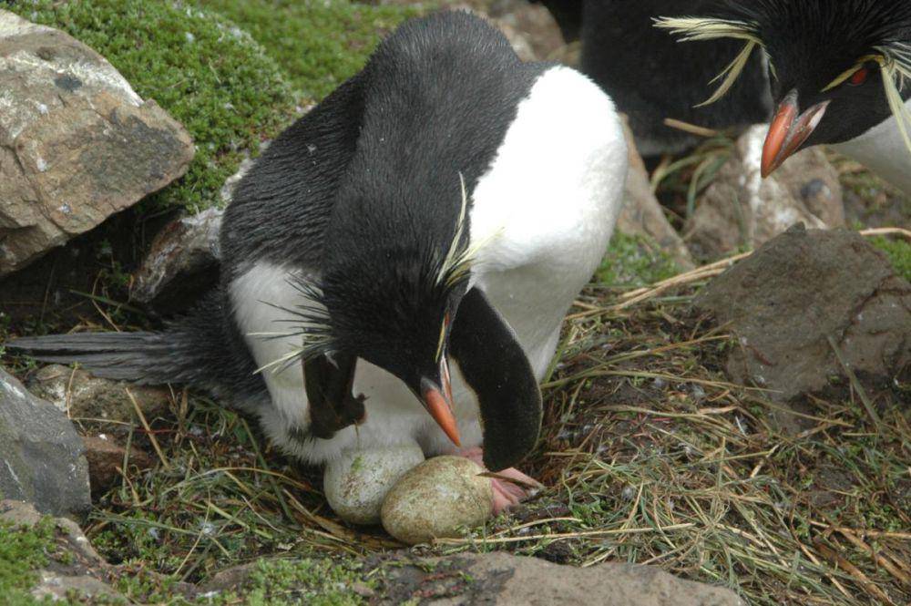 ilustrasi penguin rockhopper (nzbirdsonline.org.nz)