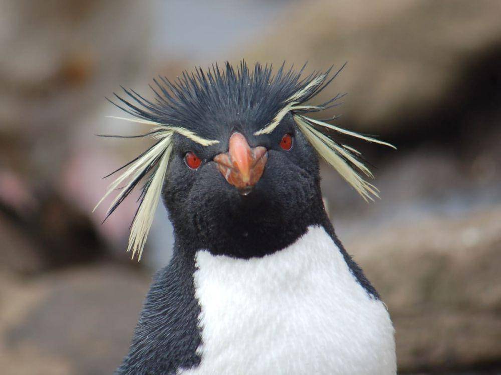 ilustrasi penguin rockhopper (facts.net)