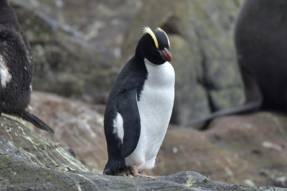 6 Fakta Unik Penguin Jambul Tegak, Pemanjat yang Andal!