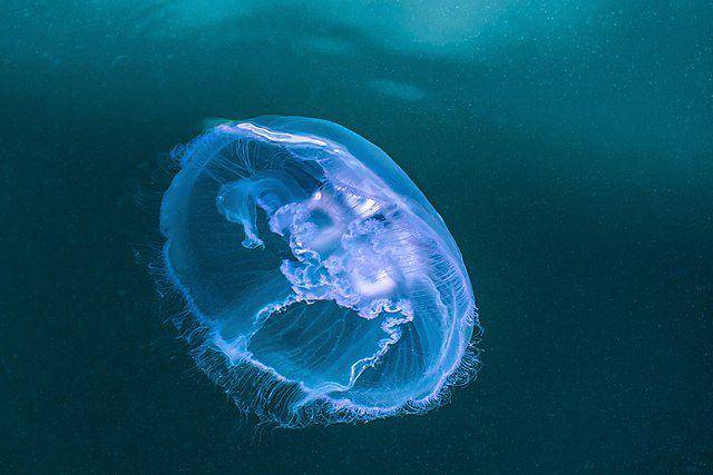 ilustrasi moon jellyfish yang memiliki tampilan fisik yang indah (Wikimedia Commons/W. Carter)