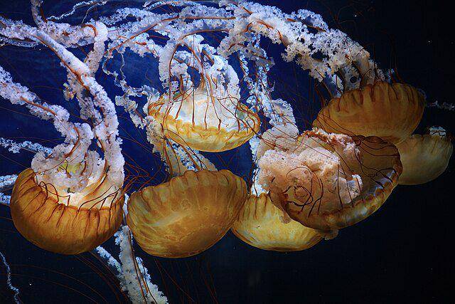ilustrasi sea nettle yang memiliki tentakel seperti pita (Wikimedia Commons/Cliff)