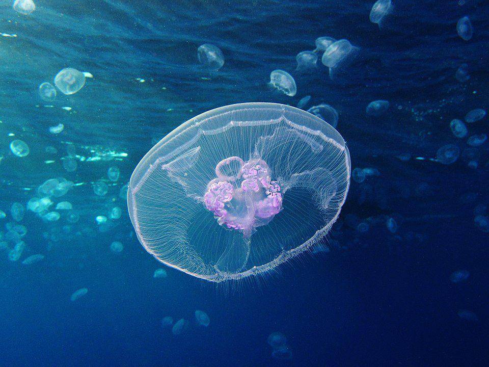 ilustrasi moon jellyfish yang memiliki tampilan fisik yang indah (Wikimedia Commons/Alexander Vasenin)