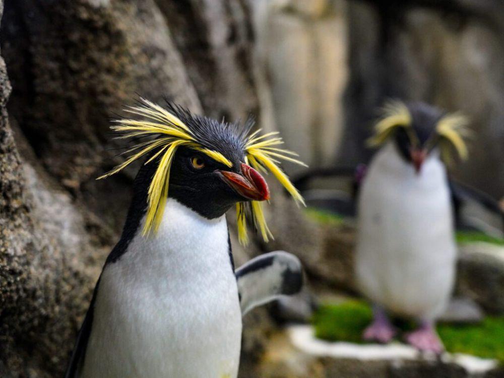 8 Fakta Unik Penguin Rockhopper, Mampu Menyelam hingga 100 Meter!