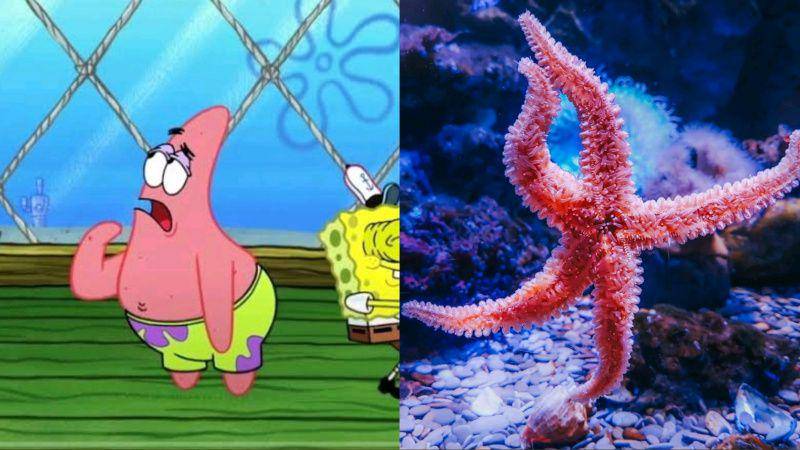 gambar Patrick Star dan bintang laut (dok. Nickelodeon/SpongeBob SquarePants | pexels.com/Yulia Ilina)