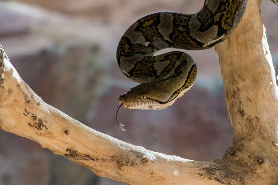 8 Jenis Ular yang Sering Masuk Rumah, Wajib Waspada