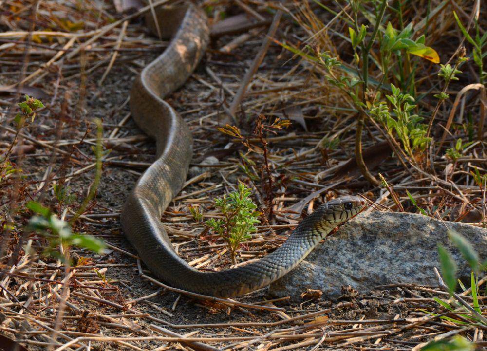 Ular jali (inaturalist.org/varmax)