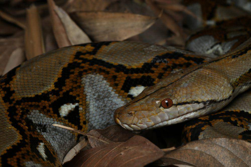 Ular sanca (inaturalist.org/thepazzzzz)