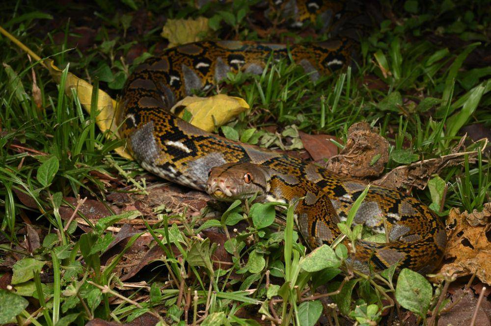 Ular sanca, salah satu ular tidak berbisa yang harus diwaspadai (inaturalist.org/wildpokedex)