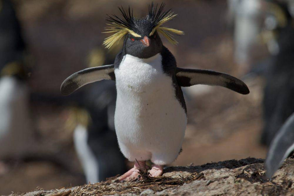 ilustrasi penguin rockhopper (antartica.gov.au)