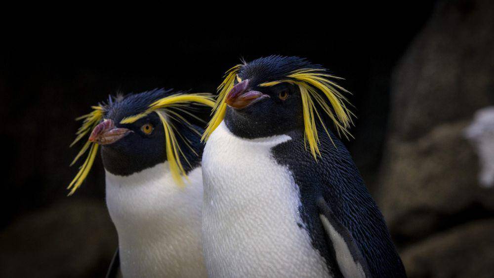 ilustrasi penguin rockhopper (calgaryzoo.com)