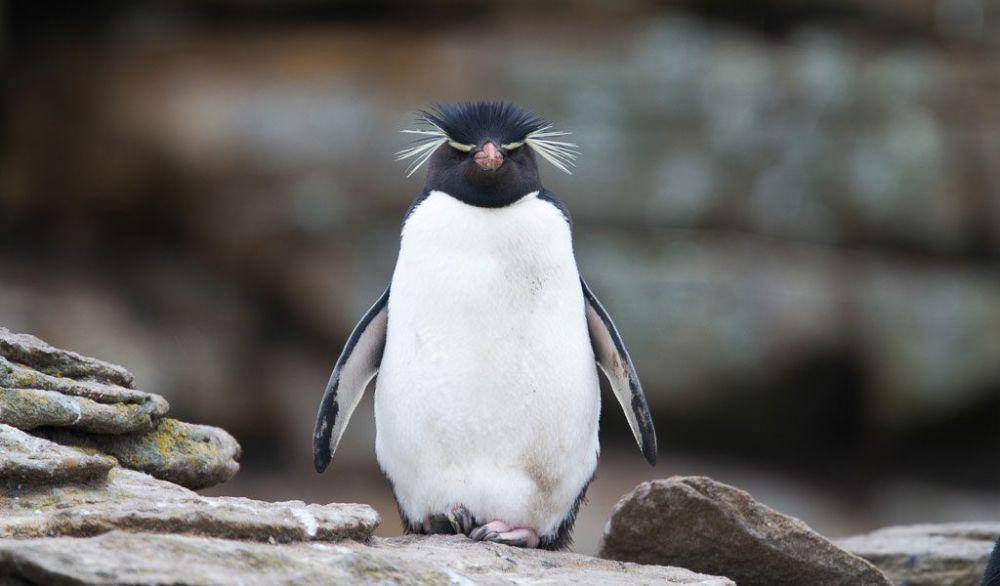 ilustrasi penguin rockhopper (animalcorner.org)