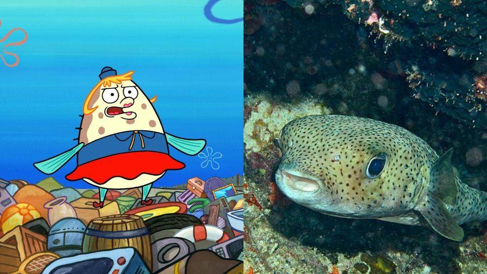 Mrs. Puff ternyata lebih mirip dengan ikan buntal landak ketimbang ikan buntal biasa. (dok. Nickelodeon/SpongeBob SquarePants | commons.wikimedia.org/Bernard DUPONT)