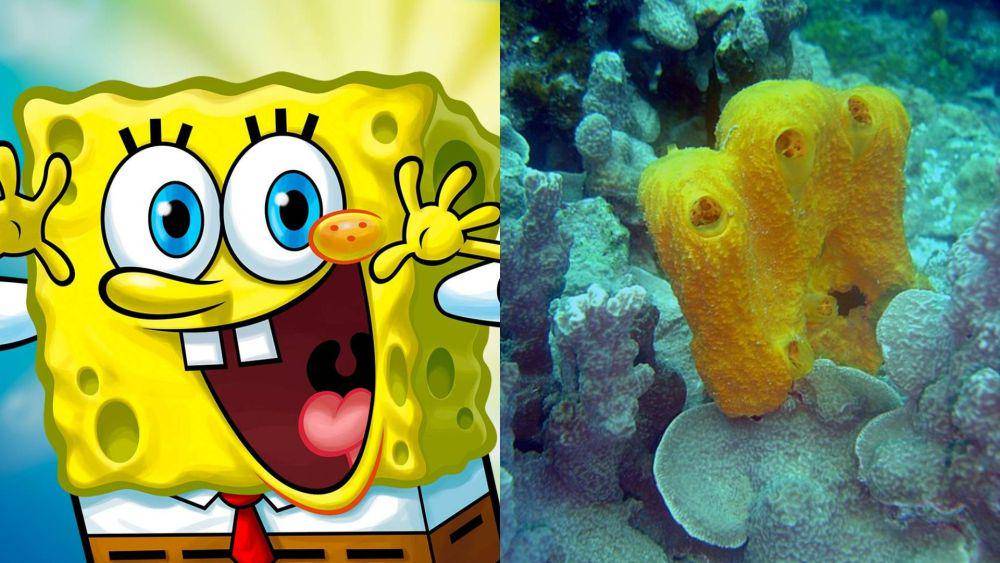 SpongeBob terinspirasi dari spons laut berjenis spons kuning. (dok. Nickelodeon/SpongeBob SquarePants | commons.wikimedia.org/David Burdick)