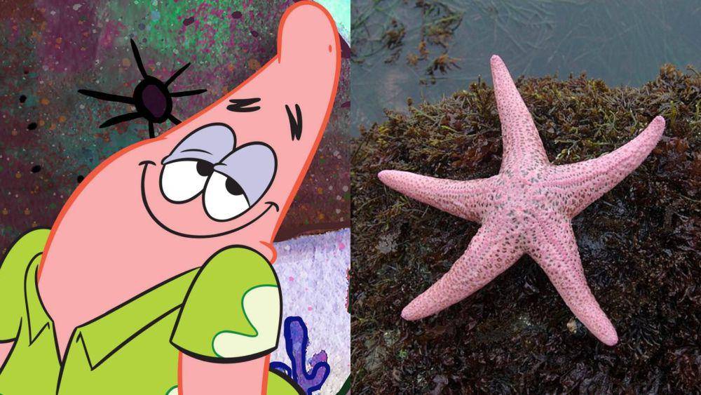 Patrick terinspirasi dari jenis bintang laut merah muda. (dok. Nickelodeon/SpongeBob SquarePants | commons.wikimedia.org/jkirkhart35)