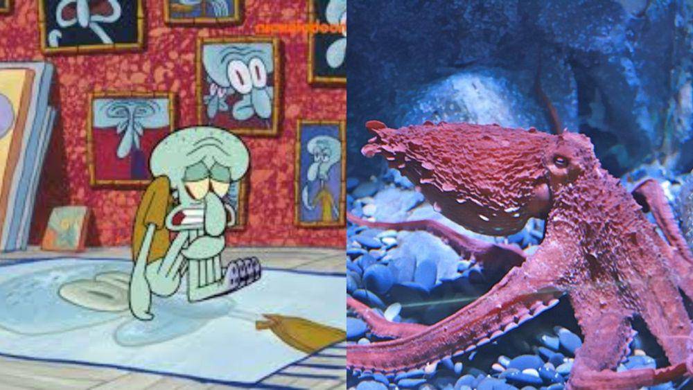 Squidward Tentacle terinspirasi dari gurita raksasa pasifik (dok. Nickelodeon/SpongeBob SquarePants | commons.wikimedia.org/Karen)