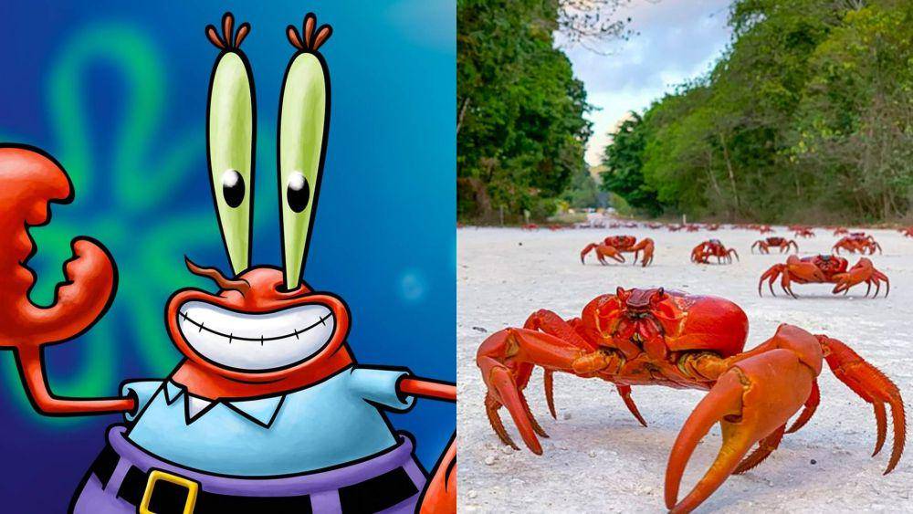 Tuan Krabs terinspirasi dari kepiting merah pulau natal (dok. Nickelodeon/SpongeBob SquarePants | commons.wikimedia.org/ChrisBrayPhotography)