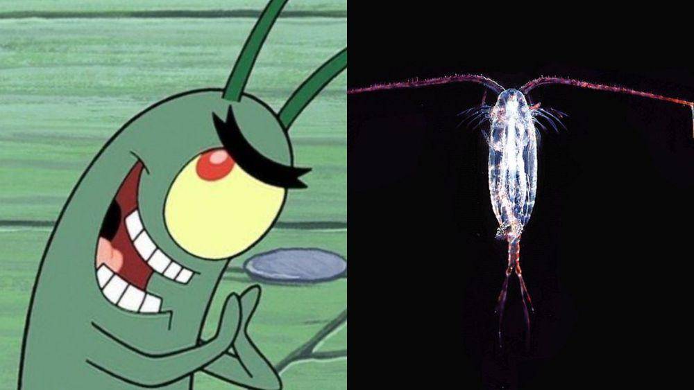 Plankton merupakan jenis zooplankton bernama kopepoda. (dok. Nickelodeon/SpongeBob SquarePants | commons.wikimedia.org/Uwe Kils)