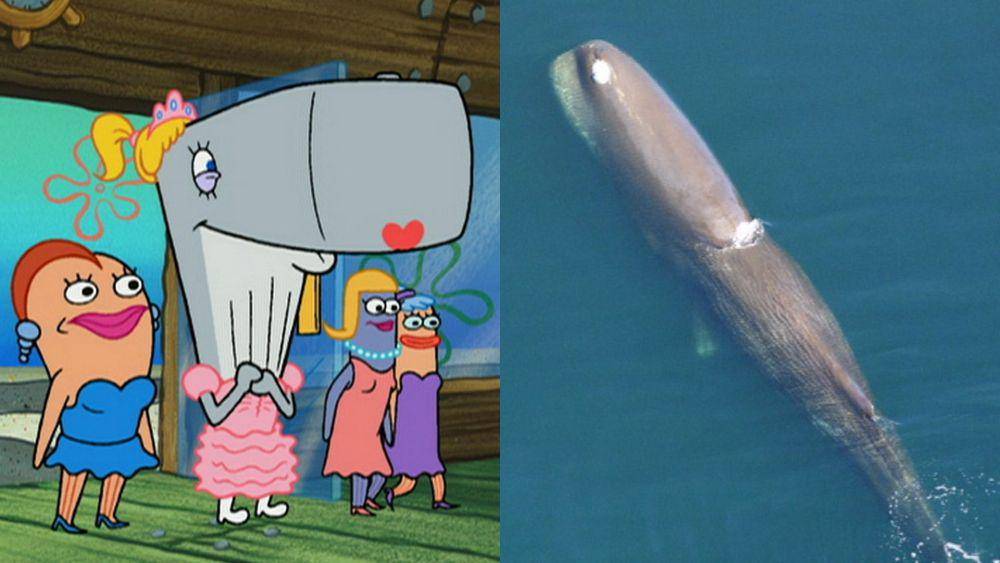 Pearl terinspirasi dari sosok paus sperma. (dok. Nickelodeon/SpongeBob SquarePants | commons.wikimedia.org/NOAA)