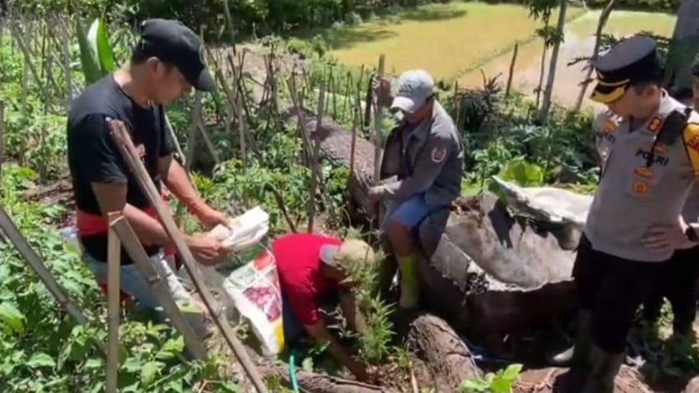 Dua Warga Enrekang Ditangkap usai Ketahuan Tanam Ganja di Kebun