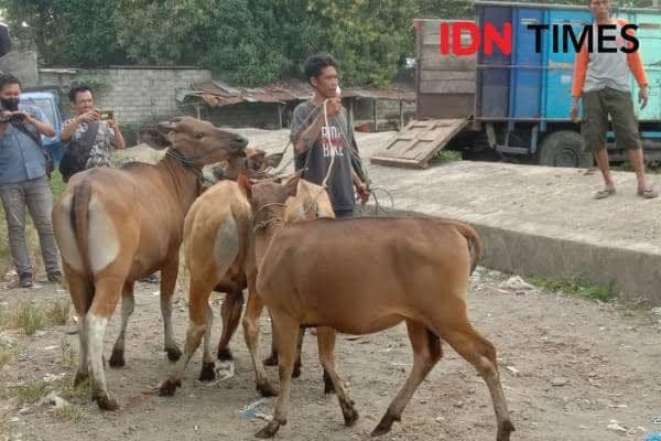 Ilustrasi jual beli sapi di Pasar Ternak Selagalas Kota Mataram. (IDN Times/Muhammad Nasir)