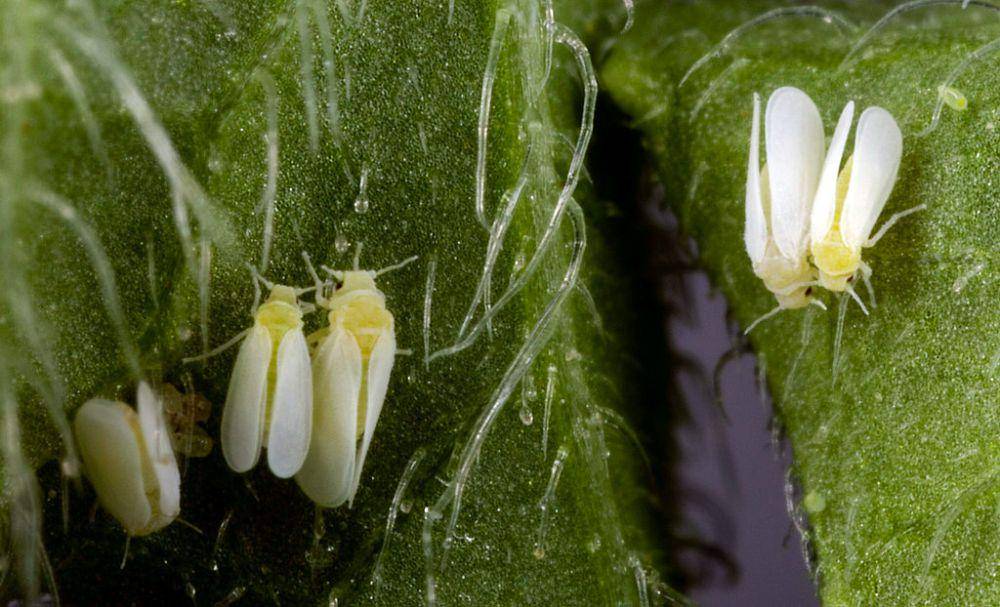 ilustrasi kutu kebul di bawah daun (commons.wikimedia.org/US Department of Agriculture)