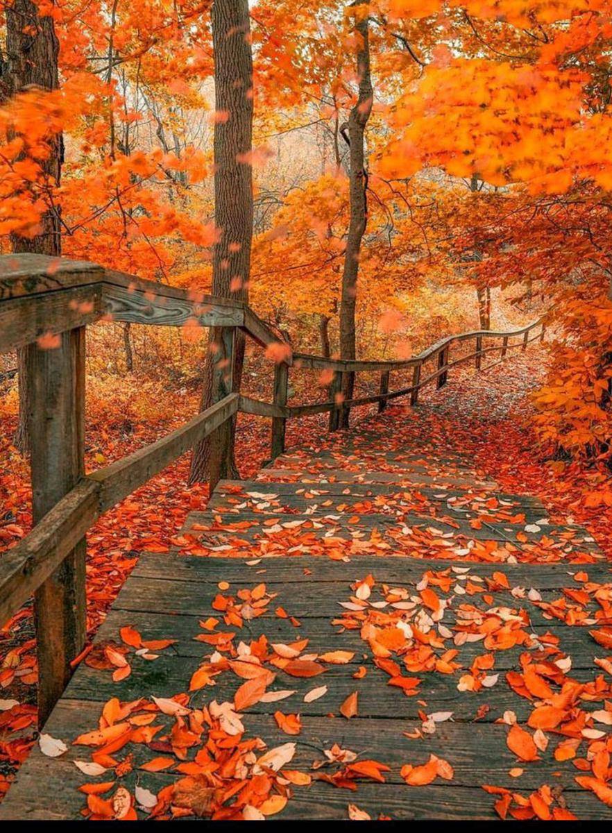 daun gugur (Instagram.com/autumnlights.cozynights)